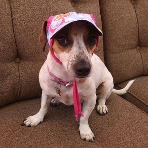 Meet your Posher, Sofia